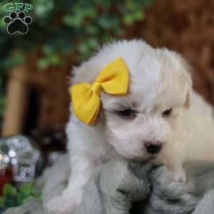 Tiny-Noelle, Bichon Frise Puppy